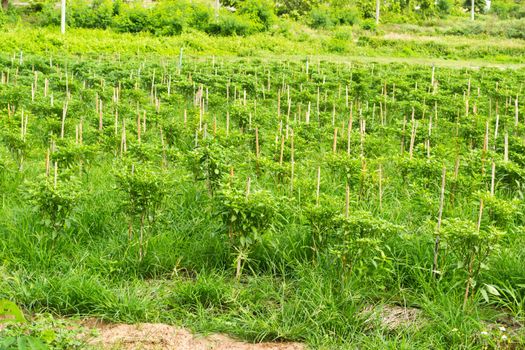 Pepper gardens of the country house with pepper plantation professional