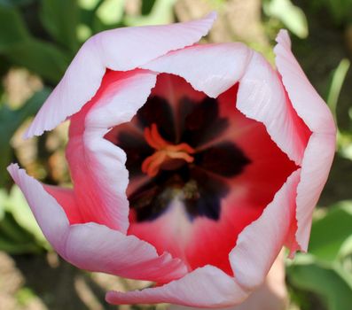 A closeup look down inside a pink tulip with the focus on the sharp edges of the petals with the interior details deliberately softly blurred.