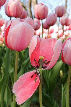 A closeup look at a field of pink tulips with the focus in the foreground on a dropping petal.