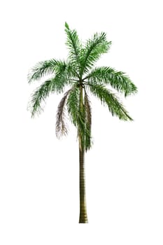 Palm isolated on white background