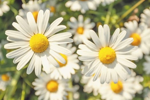 detail of daisy flower field with shallow focus
