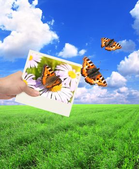 Hand with photo and butterfly. On background of the summer landscape