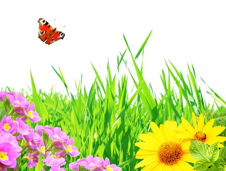 Summer frame with green leaves, flowers and butterfly. Isolated over white