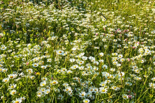 evening shoot of spring daisy flower field
