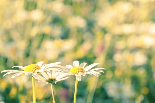 daisy flowering pastel colors with shallow focus