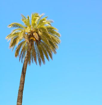 Coconut palm on blue sky