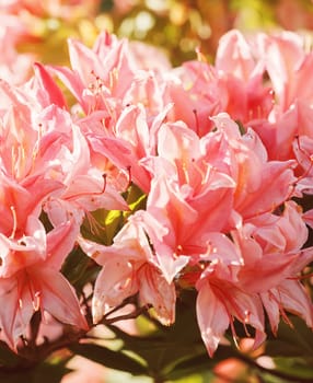 blooming of pink lilly in garden warm colors