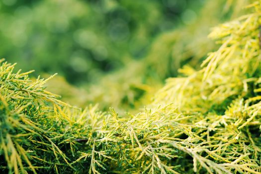 conifer in garden with shallow focus for background