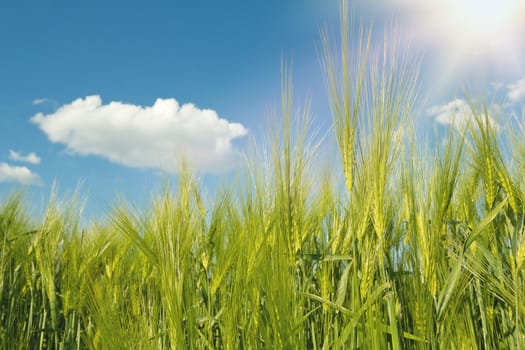 spring grain on field with blue sky and sunligt
