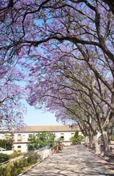 Avenue of flowering acacias. Spring day