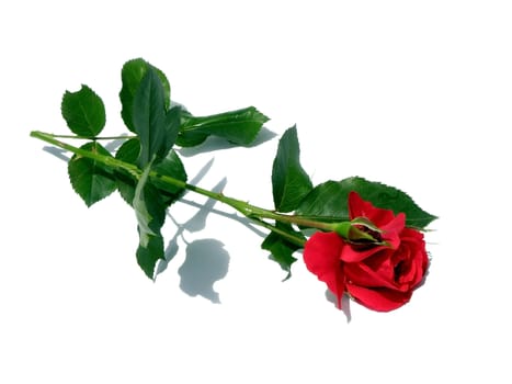 A beautiful single rose