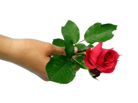  A beautiful single rose held in the hand.