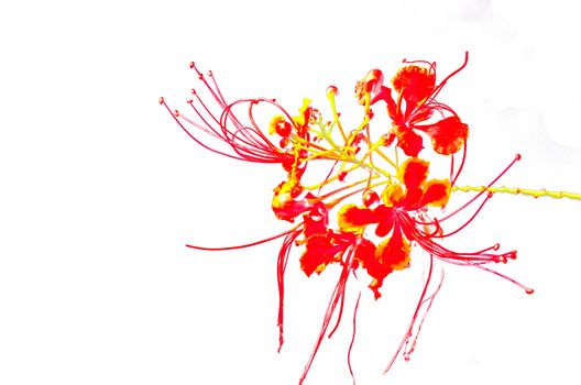 Poinciana Flower on white background