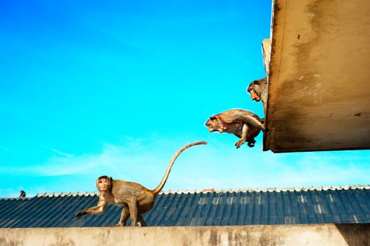 Monkyes jumping on the roof of the building in Lopburi, Thailand