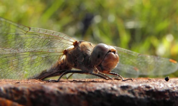 Dragonfly resting.  insect, nature, macro, wildlife, green, animal,