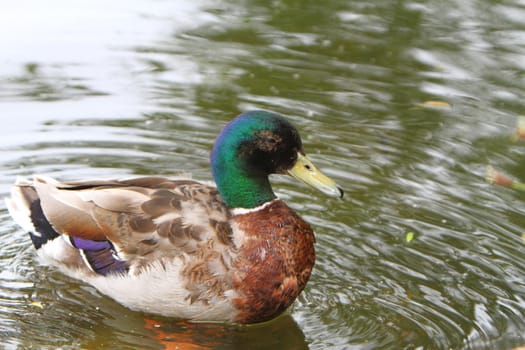 Male mallard