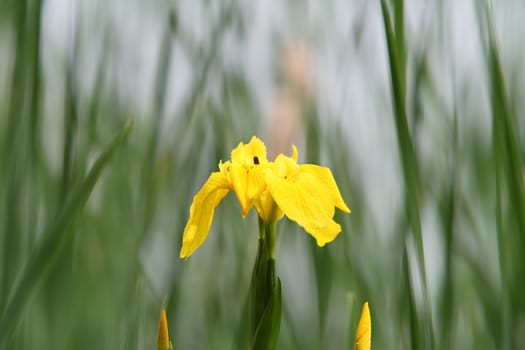 yellow flag iris