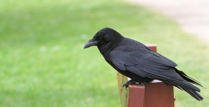 rook