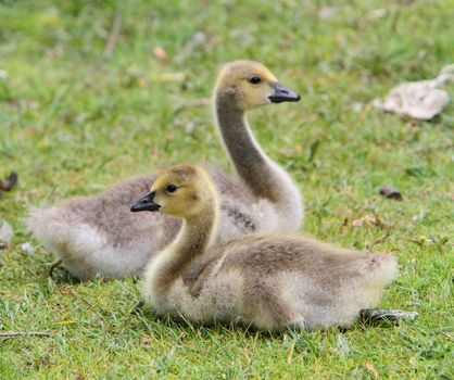 Canada goose goslings