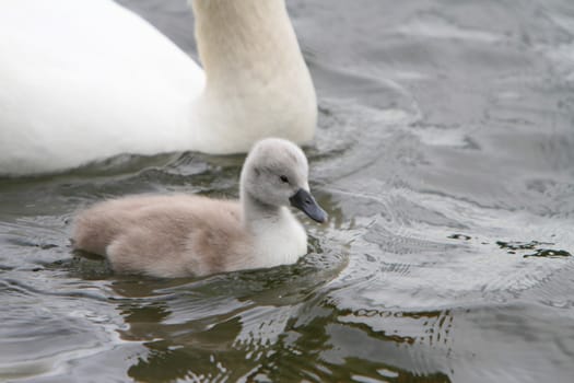 cygnet