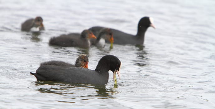 Coot family