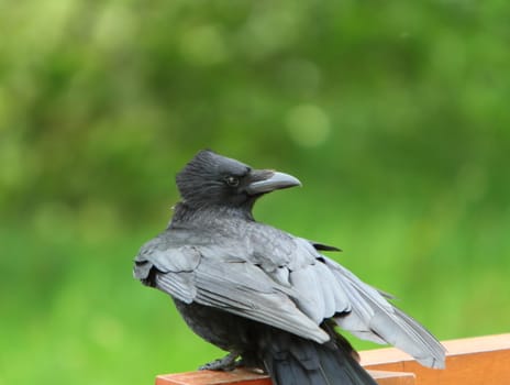 Rook