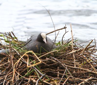 Coot on a nest