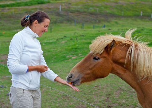 Beautifull young woman feeding the Icelandic horse