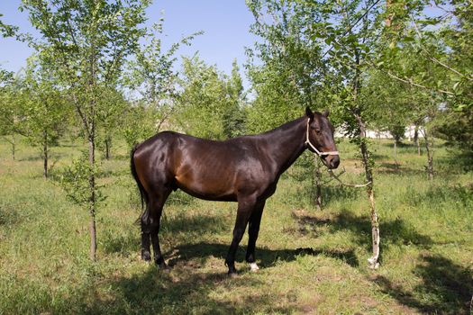 horse tied to a tree