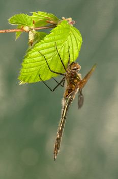 Cordulia aenea