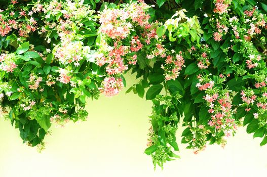 Fresh flowers hanging on a wall as a background. Sunshine. Spring background