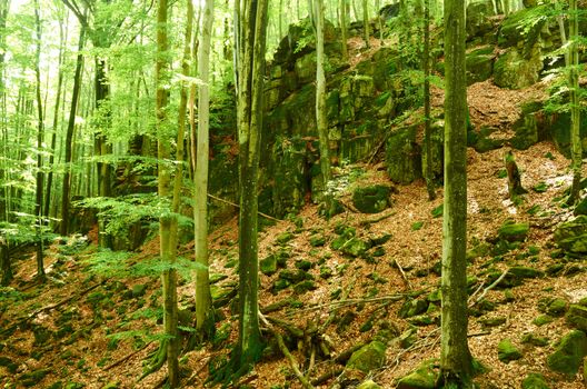 Old overgrown with beech forest in the mountains