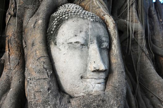 Head of Sandstone Buddha surrounded in The Tree Roots at Wat Mahathat, Ayutthaya, Thailand 