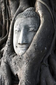 Head of Sandstone Buddha surrounded in The Tree Roots at Wat Mahathat, Ayutthaya, Thailand 