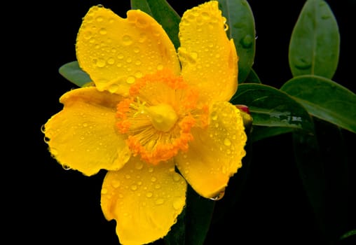 yellow flower on black background