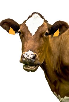 Milk cow in Asturias, Spain