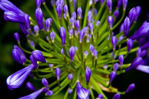 blue flowers on black background