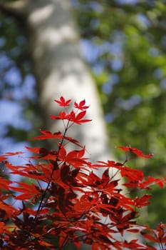 Forest vegatation in the Botanic Park in Gij�n, Asturias, Spain