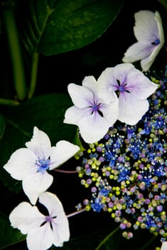 flowers and plants composition on black background