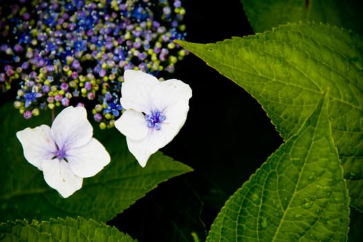 flowers and plants composition on black background