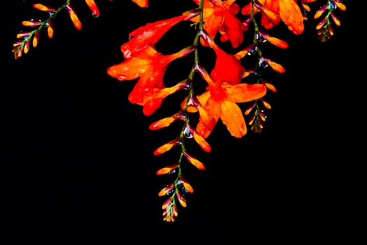 orange and yellow flower on black background