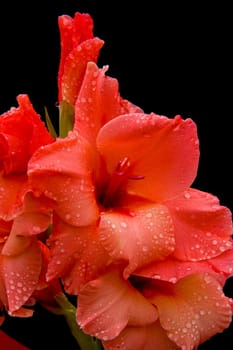 pink flower with water drops on black background