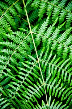 bracken brach in Asturias, Spain