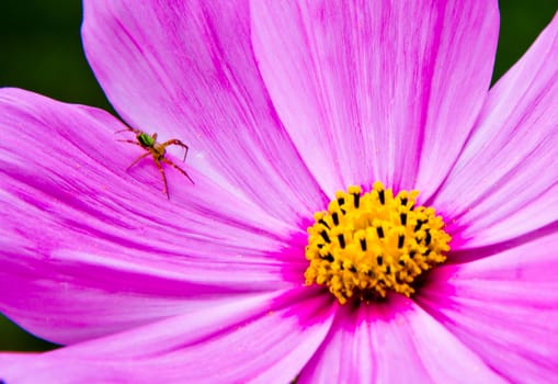 spider in a pink and yellow flower