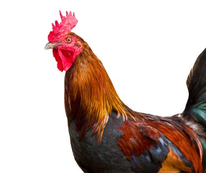 Cock in a village of Asturias, Spain