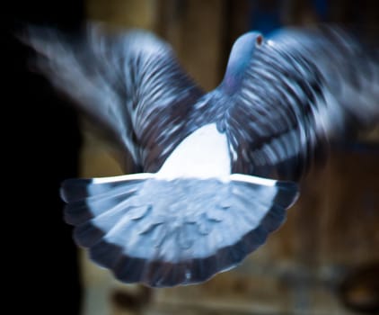 grey and white dove flying