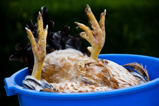 cock upside up after dead in a spanish farm