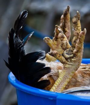 cock upside up after dead in a spanish farm