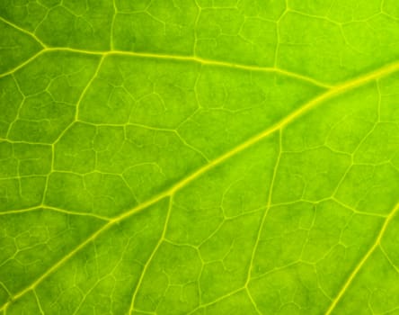 detail of a tree green leaf