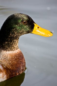 Duck swimming in a lake